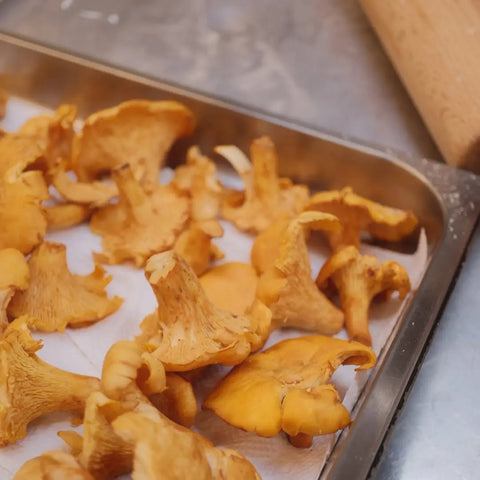 Chanterelle Mushrooms