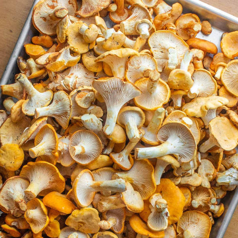 Chanterelle Mushrooms (Dried)