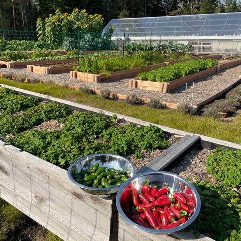 Green Jalapeno Hot Sauce