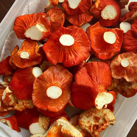 Wild Mushroom Discovery Set