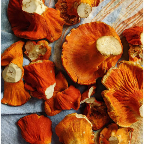 Lobster Mushrooms (Dried)