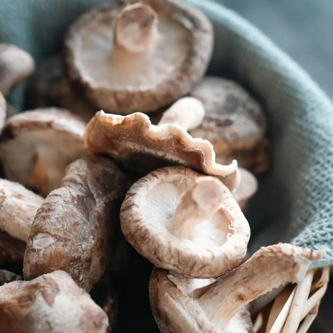 Wild Mushroom Discovery Set