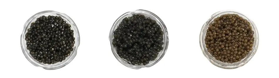 How Much is Caviar? The Ultimate Guide to Caviar & Roe Prices 